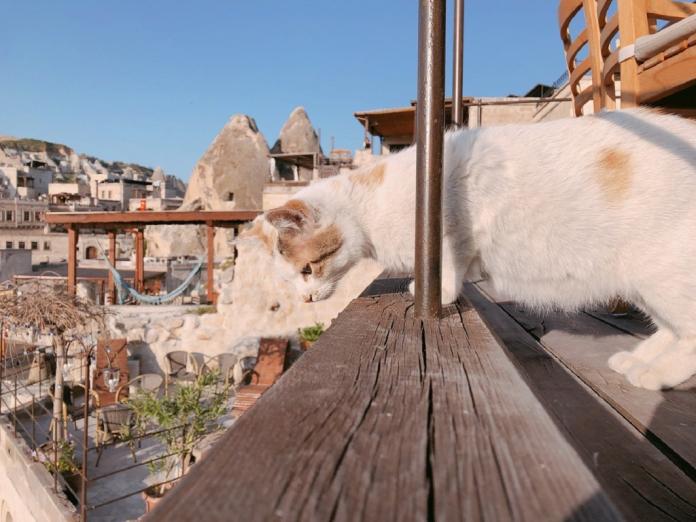 人與貓咪共生的城市　土耳其的愛貓文化（圖／寵毛網）