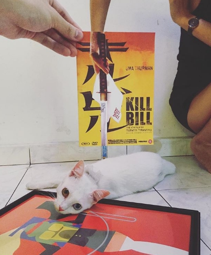 《追殺比爾》瞬間變成追殺小白貓。