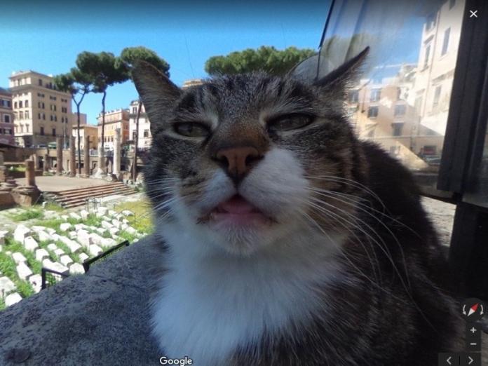 谷歌可愛街景又一發！義大利街貓超大特寫萌翻貓奴

