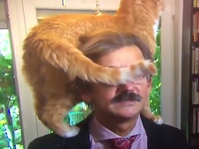 波蘭學者接受訪問嚴肅談時事　橘貓卻亂入搶走焦點！（圖／寵毛網）