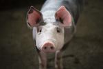新加坡發生非洲豬瘟 　攜帶肉製品來台將重罰20萬

