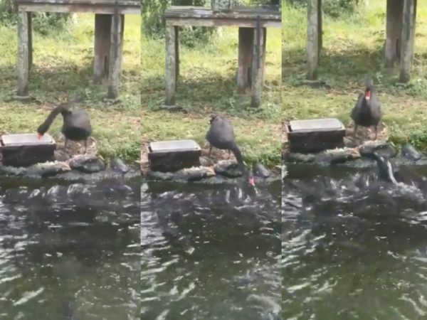 超聰明的黑天鵝竟然懂得從籃子裡叼出食物餵魚，只見照片中的牠駕輕就熟的餵食，更引起魚群的圍繞。