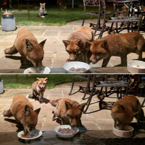 這些可愛的狐狸們似乎一試成主顧，從原本只有一兩隻會來覓食，後來變成每晚都有四隻狐狸會準時來後花園報到。（圖／翻攝自thedodo）