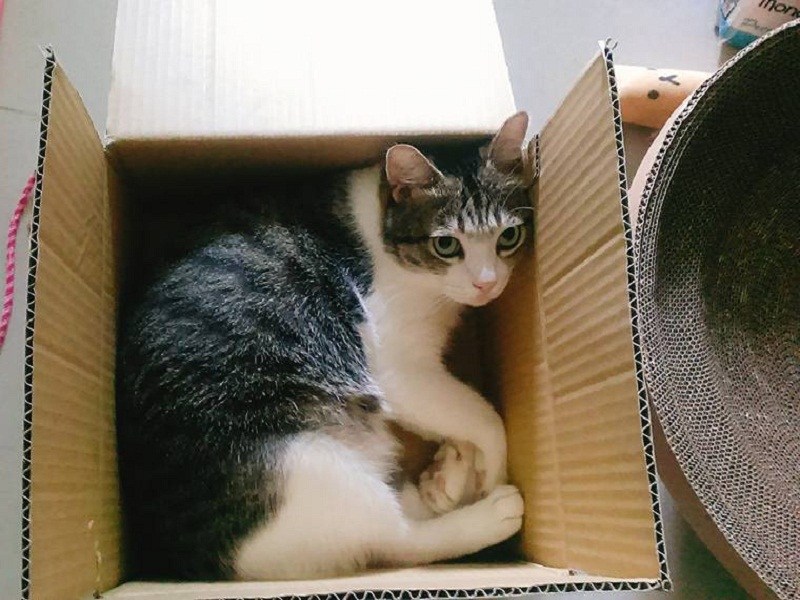 新手不用怕！只要注意這些讓你第一次養貓就上手（圖／寵毛網）