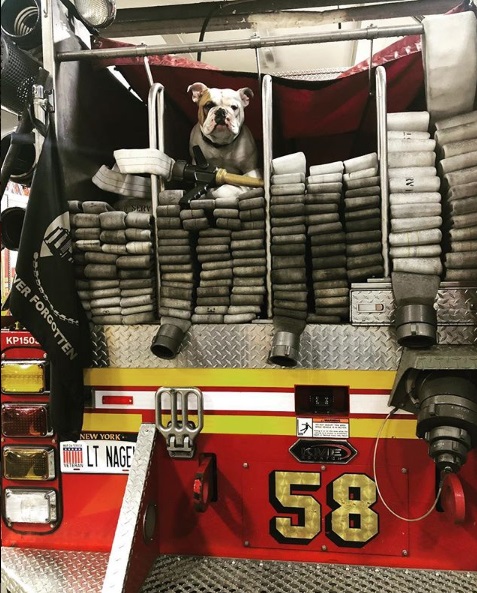 因為覺得鬥牛犬的個性和消防員很像，The Fire Factory Engine 58 Ladder 26隊上一直有養鬥牛犬的習慣。