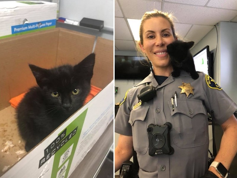 黑貓到警局面試超成功　女警忍不住抱緊收編（圖／寵毛網）