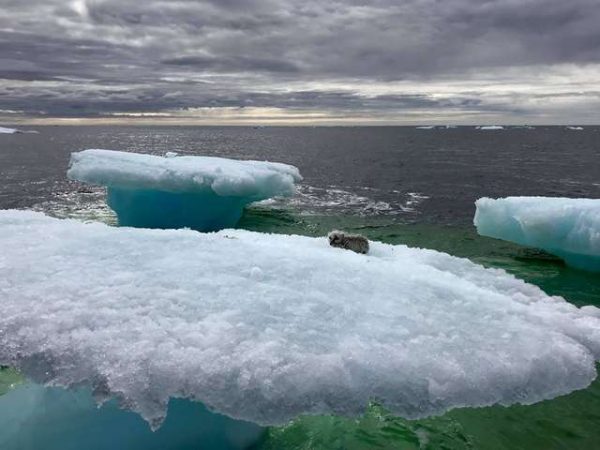 原本他們以為那是一隻小海豹，但等船駛近一看，才發現是一隻北極狐，而牠很顯然是被困在冰山上了。