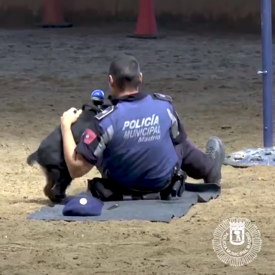 在胖球施以狗狗CPR之後，倒地警官真的醒過來了！胖球好厲害！