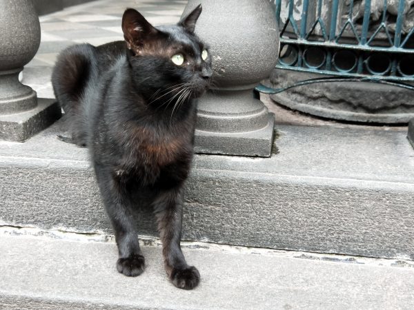 長年在龍山寺內生活，黑貓非常習慣人潮，淡定地看著香客們來來去去。（圖／寵毛網攝）