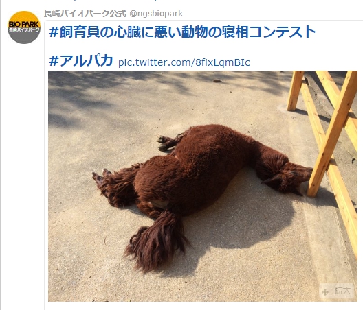 長崎的BIOPARK動物園創了「#對保育員心臟不好的動物睡相大賽」，照片就是睡相猶如陣亡的羊駝。