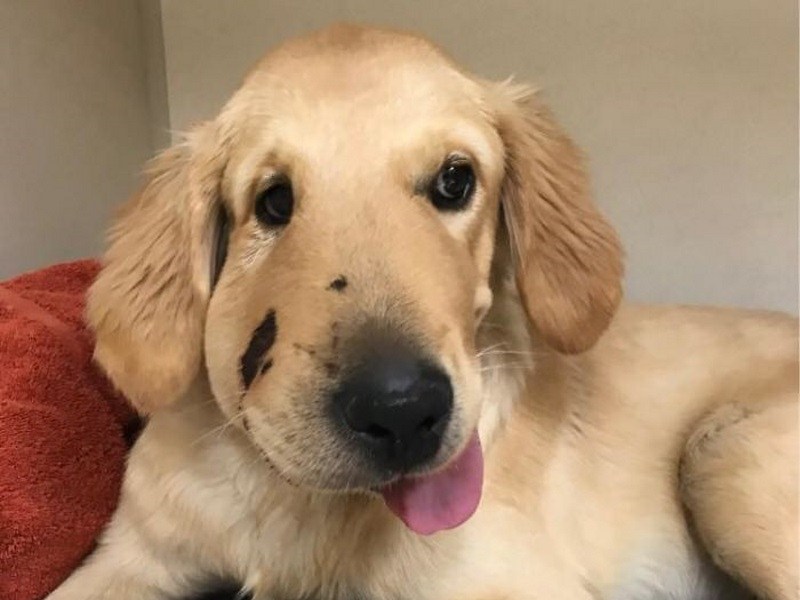 英勇護主！黃金獵犬跳到主人身前　擋下響尾蛇攻擊（圖／寵毛網）