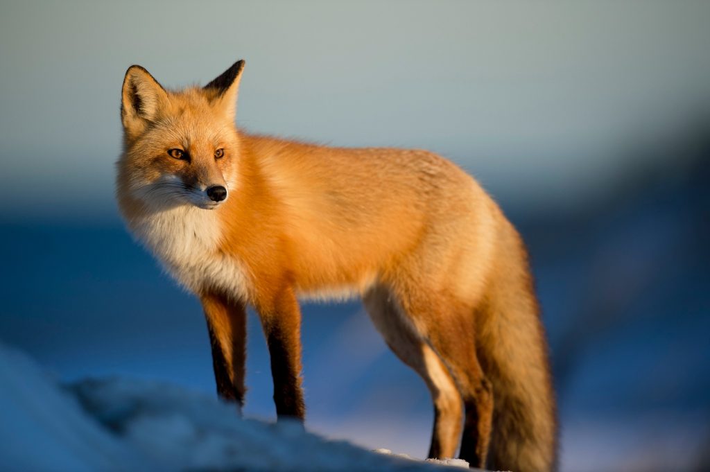 狐狸在日本神道信仰中為稻荷神的使者，具豐饒的意象（圖／pixabay）
