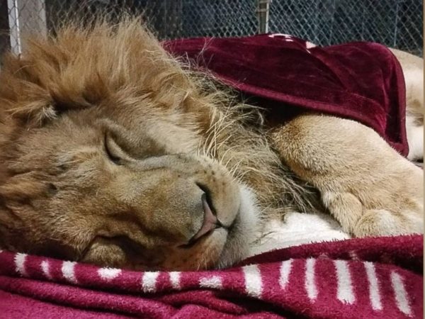直到Lamber現在已經變成一隻大獅子，牠始終都還是要抱著毛毯才能入眠，有時候牠甚至會把毯子拖到讓獅子們活動的區域，似乎毛毯才是牠最心愛的家人。