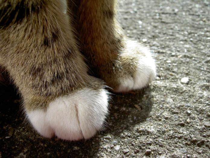喵星人大解密／為什麼貓咪有時會踩貓奴的腳？（圖／寵毛網）