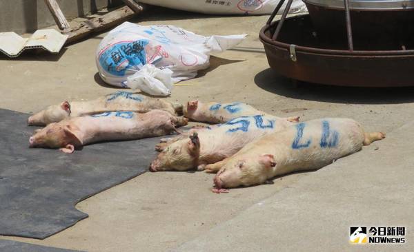 中油漏油事件餘波　湖西油庫附近驚爆豬隻大量死亡
