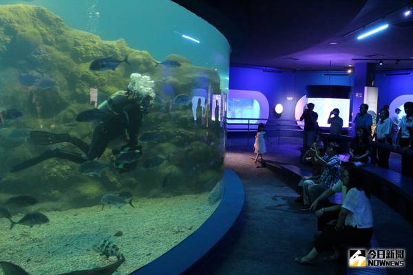 澎湖水族館開幕餵食秀　遊客體驗海洋知性之旅
