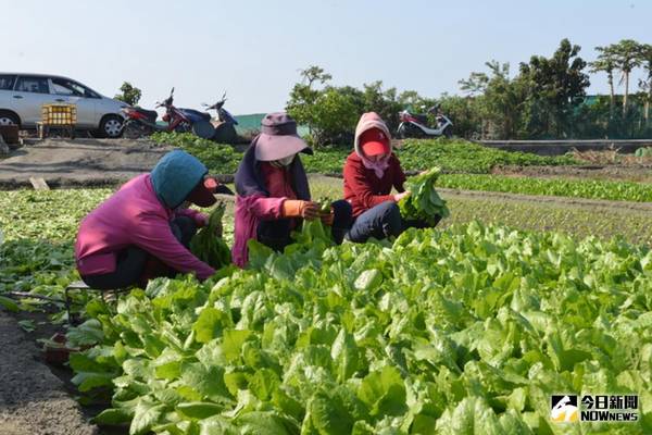 為農民撐一把傘　雲林縣政府推動農業保險
