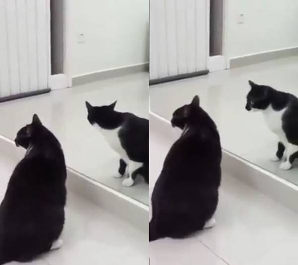 ▲原先本體和鏡子的身影都看向同一邊，但最後鏡子裡的貓卻自己轉過頭來，嚇壞不少網友。（圖／翻攝自臉書「爆廢公社公開版」）