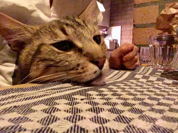 這隻貓咪完全不怕人，還真的在餐桌上等吃的。
