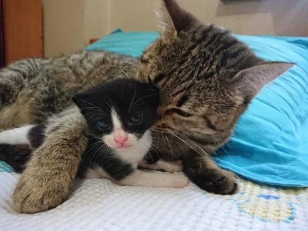 每當中途媽媽帶回孤兒小貓，斑比就會主動接手照顧，幫牠們理毛、陪伴牠們睡覺。