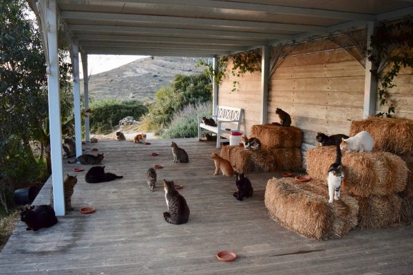 God's Little People Cat Rescue在錫羅島上有一處貓咪保護區，大約有55隻貓咪在此生活。