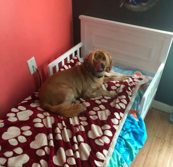 達妮表示人類的小孩床其實比狗狗用的睡墊來得方便清理，她只要換床單就好而不用把整個睡墊拿去洗。