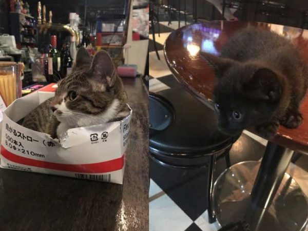 日本一間撞球店有二隻店貓，一隻虎斑一隻黑貓。
