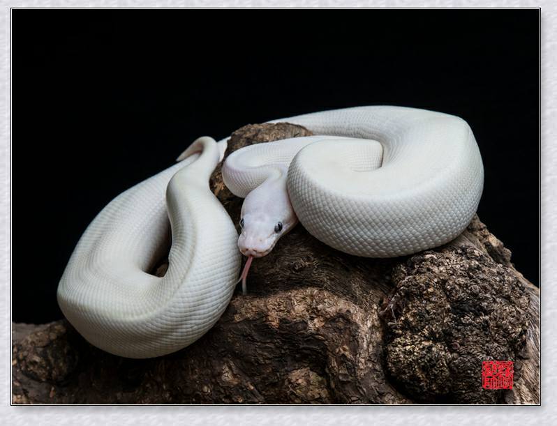 鬥法失敗白素貞　轉化為白蛇娘娘庇佑世人（圖／保庇）