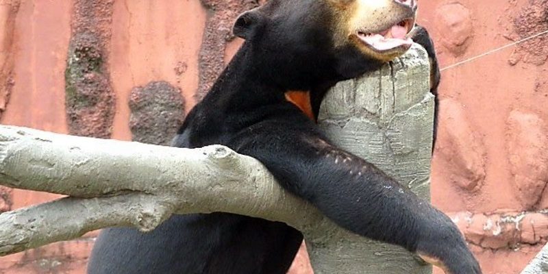 名古屋動物園馬來熊舉止超像人　還會揍小孩！
