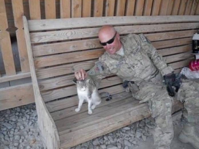 愛貓士兵阿富汗巧遇小浪喵　帶回國收編成幸福家貓！（圖／寵毛網）