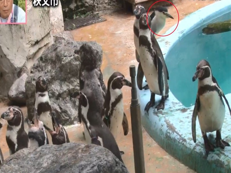 企鵝堆中出現神秘「偷吃賊」　超聰明夜鷺天天混入蹭飯（圖／寵毛網）