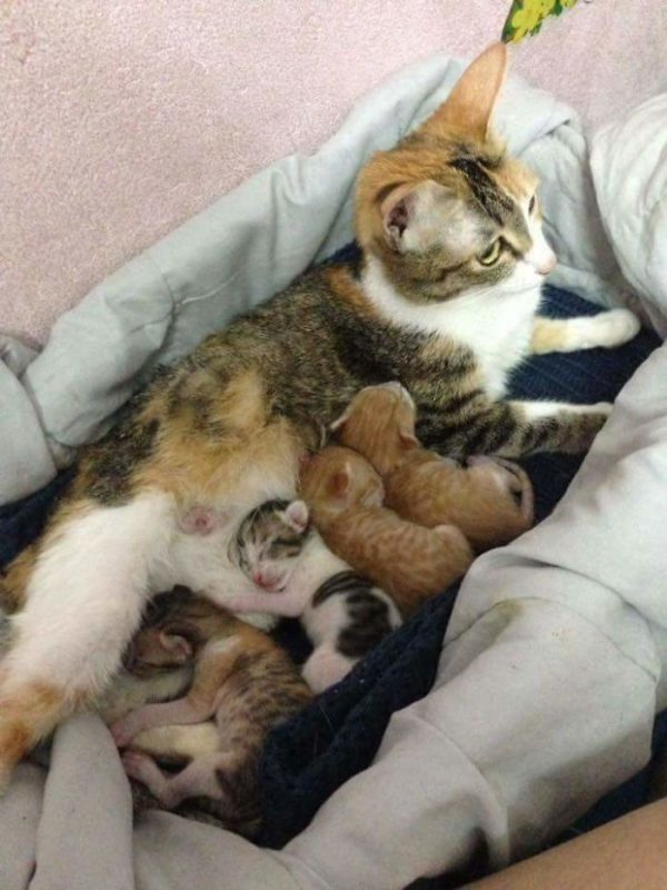 幸好最後Tam The順利生下四隻健康的貓寶寶！
