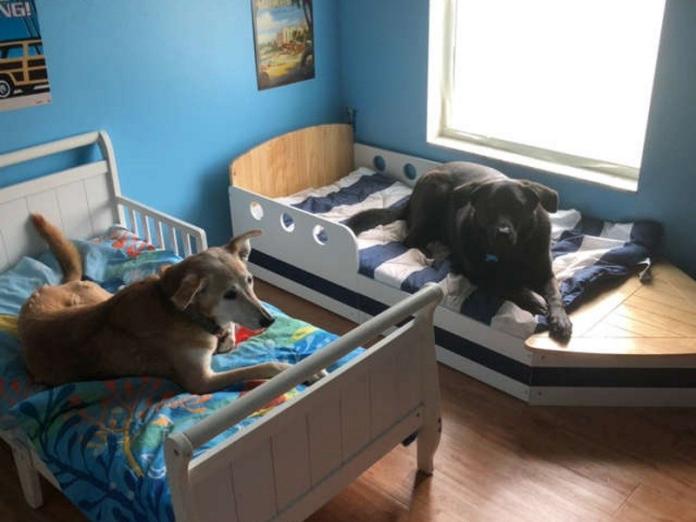 愛狗夫妻待狗如親生　各自有房間還有大睡床！
