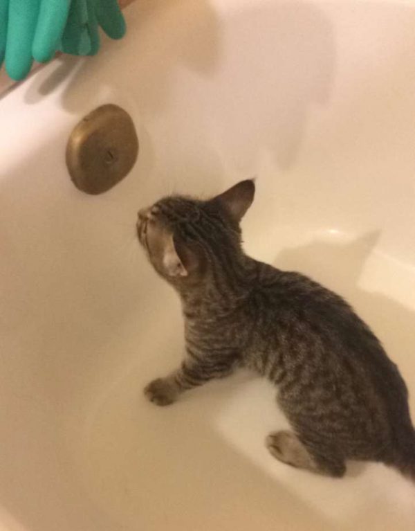 浴缸裡竟然有一隻不認識的小貓咪！！！