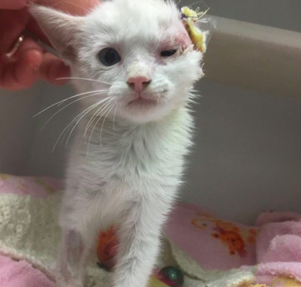 這隻可憐的小貓被發現時耳朵已經快被線剪斷，不得不手術處理，但因為牠才六週大，極有可能撐不過手術，克萊麗莎便告訴牠如果牠能夠撐過手術，他們就帶牠回家。