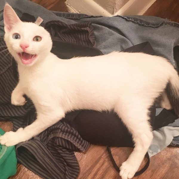 和全天下的貓咪一樣，Vesper最喜歡躺在剛洗好的衣服上。