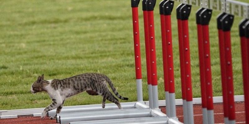 亞運跨欄項目出現意外挑戰者　貓咪參賽人類還要比嗎？
