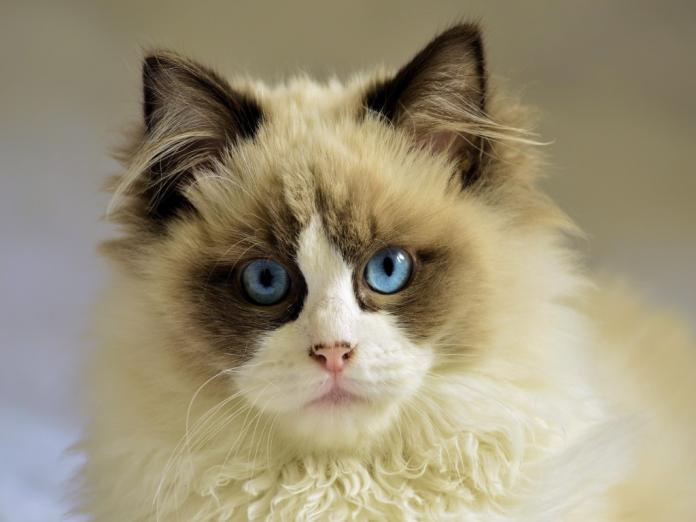 日本貓咖啡驚傳貓咪集體感染貓白血　店家暫歇業全面消
