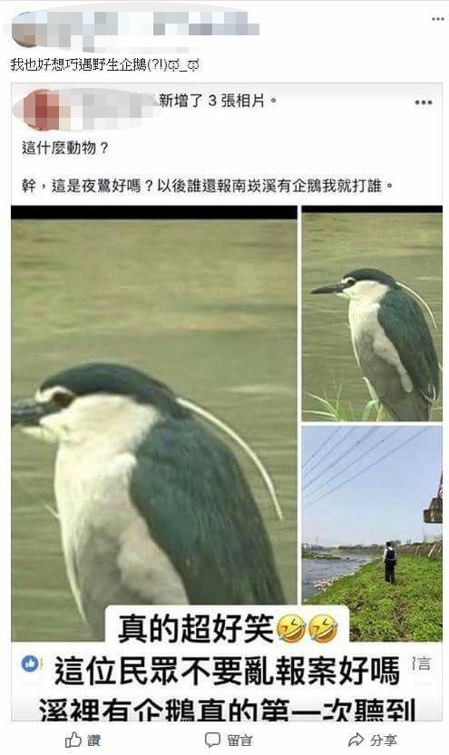 四月初在台灣也發生烏龍通報，表示企鵝在溪邊閒晃，後來才驚覺是誤會一場。（圖／翻攝自桃園市野鳥協會）