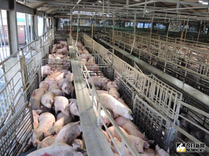 ▲大陸爆發非洲豬瘟疫情，若傳入台灣，將對我國肉品產業造成巨大衝擊。（資料圖／NOWnews）