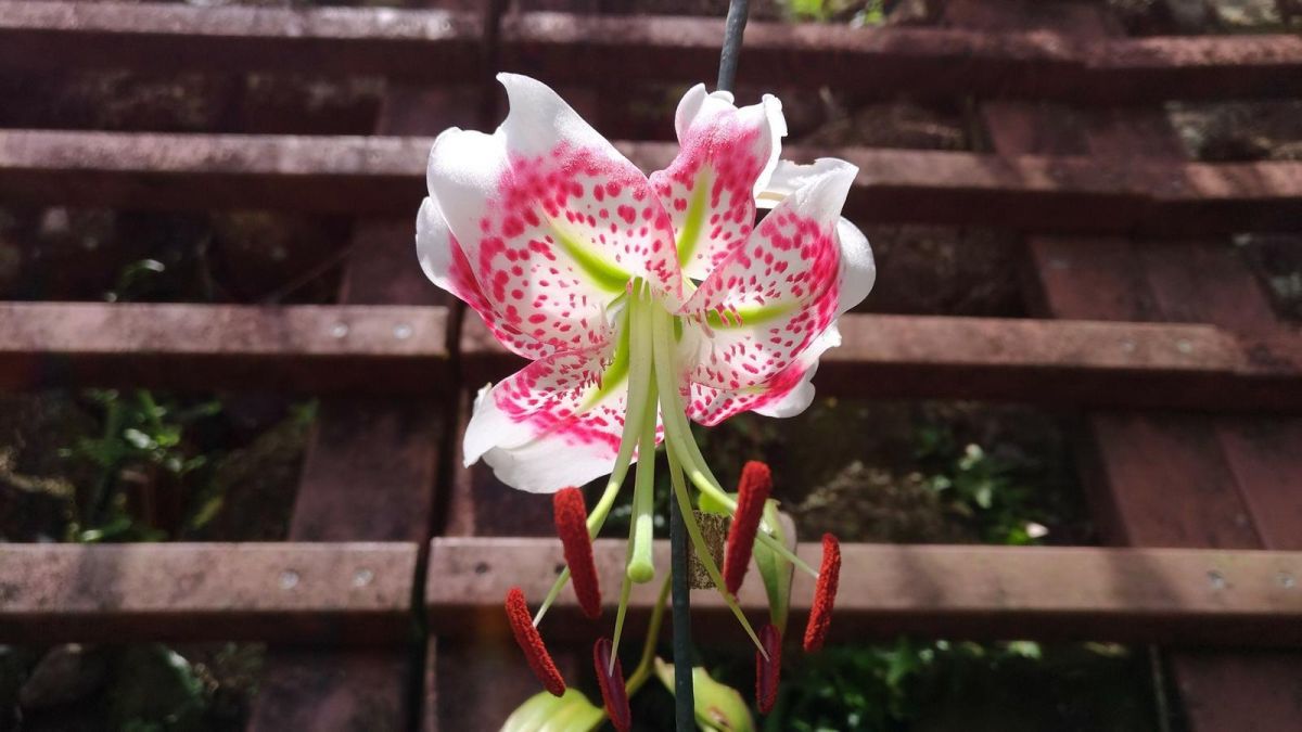 ▲每年8至9月是豔紅鹿子百合盛開季節，豔麗的花朵綻放於枝條間，猶如天使的翅膀。（圖／新北市農業局提供）