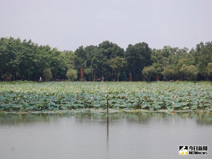 寓教於樂　林務局荷花池畔租稅暨林業宣導
