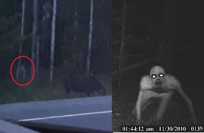 影／樹林驚見「人形生物」伏地待狩獵　駕駛嚇到不敢下車
