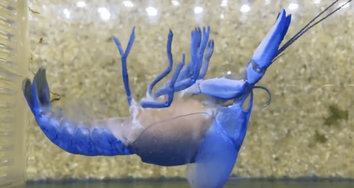 ▲藍色小龍蝦翻肚抽搐，下秒「絕美重生」感動網友。（圖／翻攝自 YouTube ）