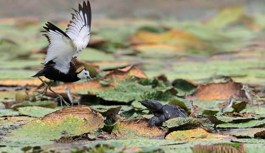 ▲水雉爸爸為了保護幼雛，揮舞著翅膀與鱉在水池中對峙。（圖／拍鳥具樂部蕭灑提供 , 2018.08.07\\)