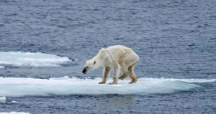 ▲熱壞了！北極飆破 32 度，專家估：「 20 年後冰層完全消失。」骨瘦如柴的北極熊畫面令人對北極圈生態更加憂心。（圖／翻攝自網路）