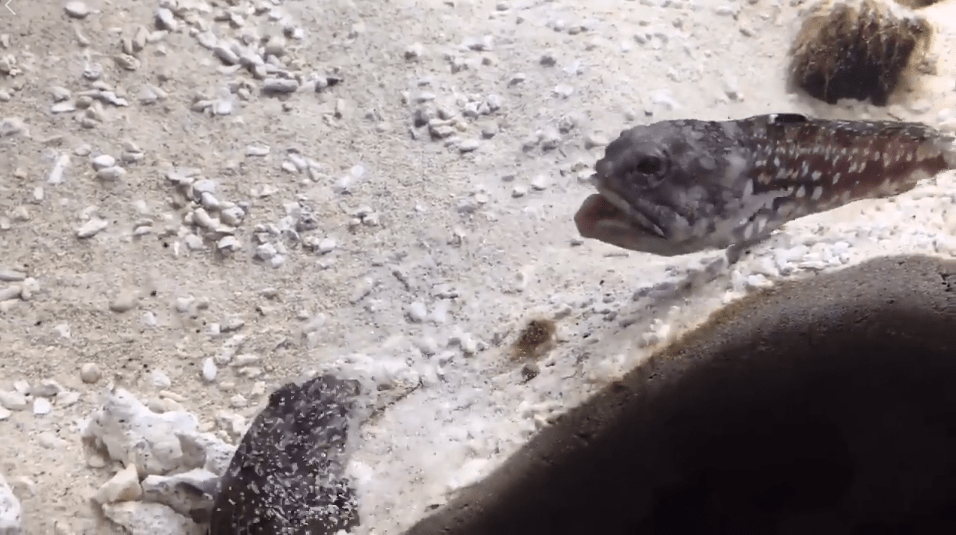 ▲中二不分物種！屁孩魚吵架「含沙互噴」笑翻網友。（圖／翻攝自臉書「黑蟲倉庫 - 甲蟲與水族的飼育筆記」 , 2018.08.13）