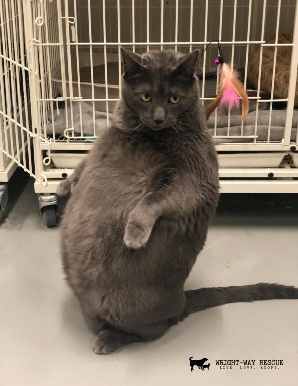 布魯諾今年七歲，是隻11公斤的胖貓。因為和前主人家中的小孩處不來，所以被帶到收容所棄養。