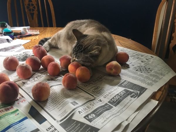 家人把奧茲和水蜜桃的照片放上推特，立刻獲得網友瘋狂轉發，但奧茲一點都不在乎，牠的眼裡只有水蜜桃。