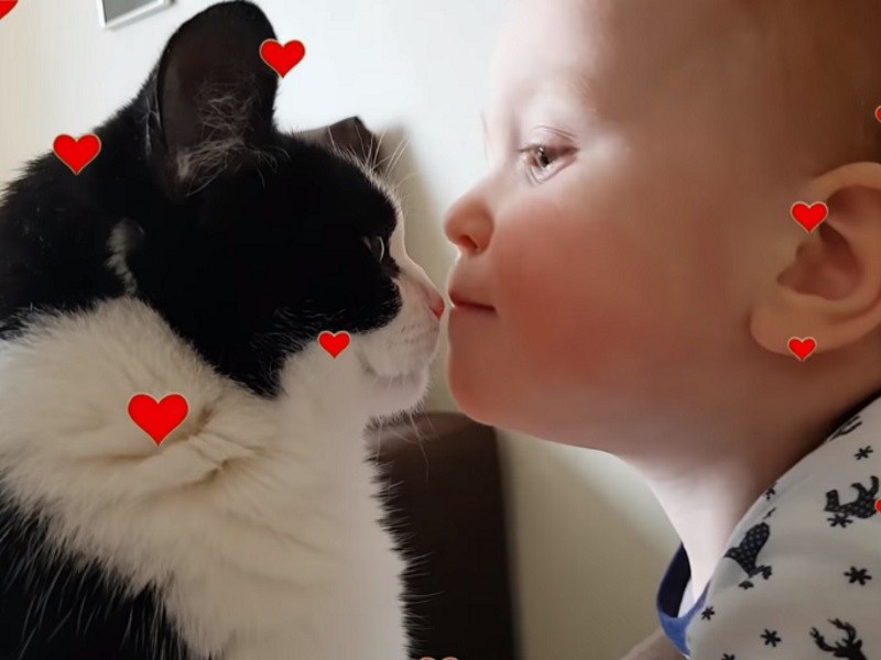 從小耳濡目染超愛貓　一歲小寶寶變身親貓狂！（圖／寵毛網）